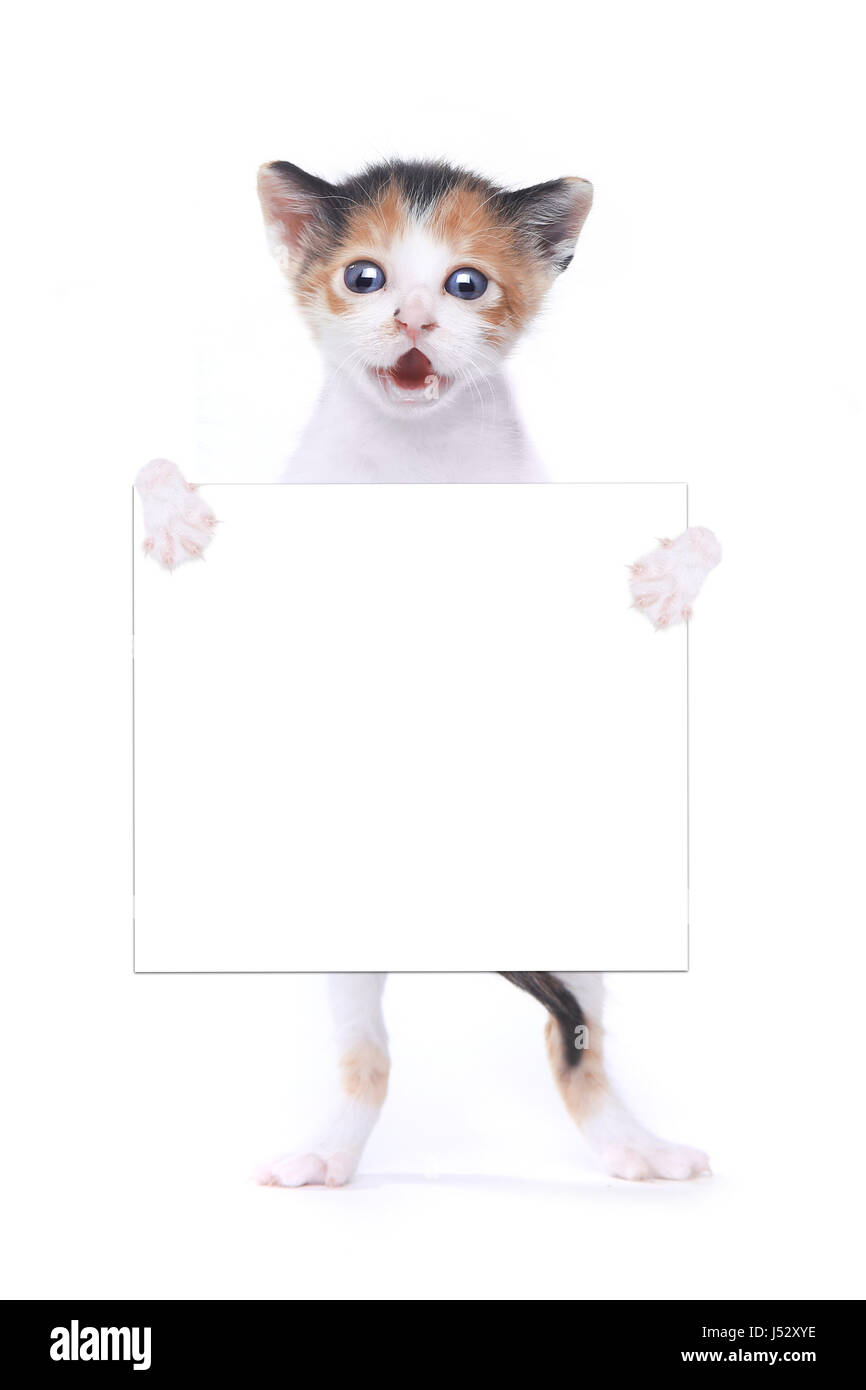 Adorable chatons dans une grange avec du foin Banque D'Images