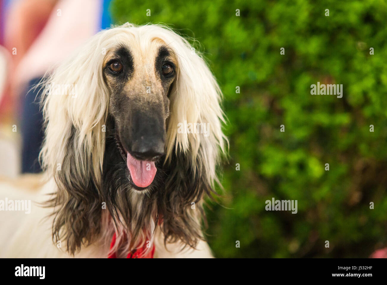 Close-up Portrait of Lévrier Afghan chien fauve étonnement insistants, front view Banque D'Images