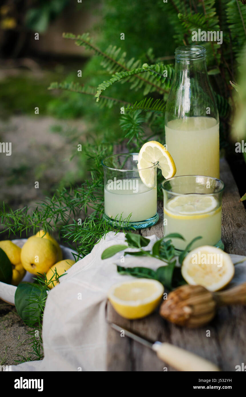 Citrons fraîchement cueillis dans un jardin, avec de la limonade Banque D'Images