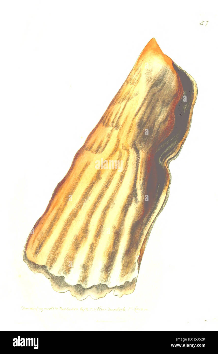 Le florilège de zoologique ; être les descriptions de nouvelles ou d'animaux intéressants Banque D'Images