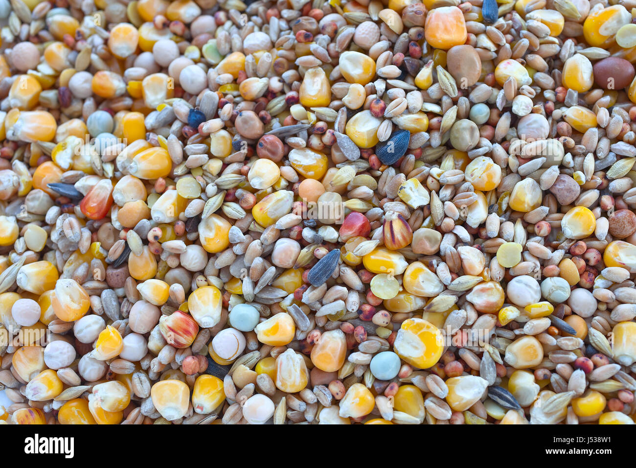 L'alimentation des oiseaux une variété de millet, graines de tournesol, maïs concassé et d'autres graines utilisées comme aliments pour oiseaux. Banque D'Images