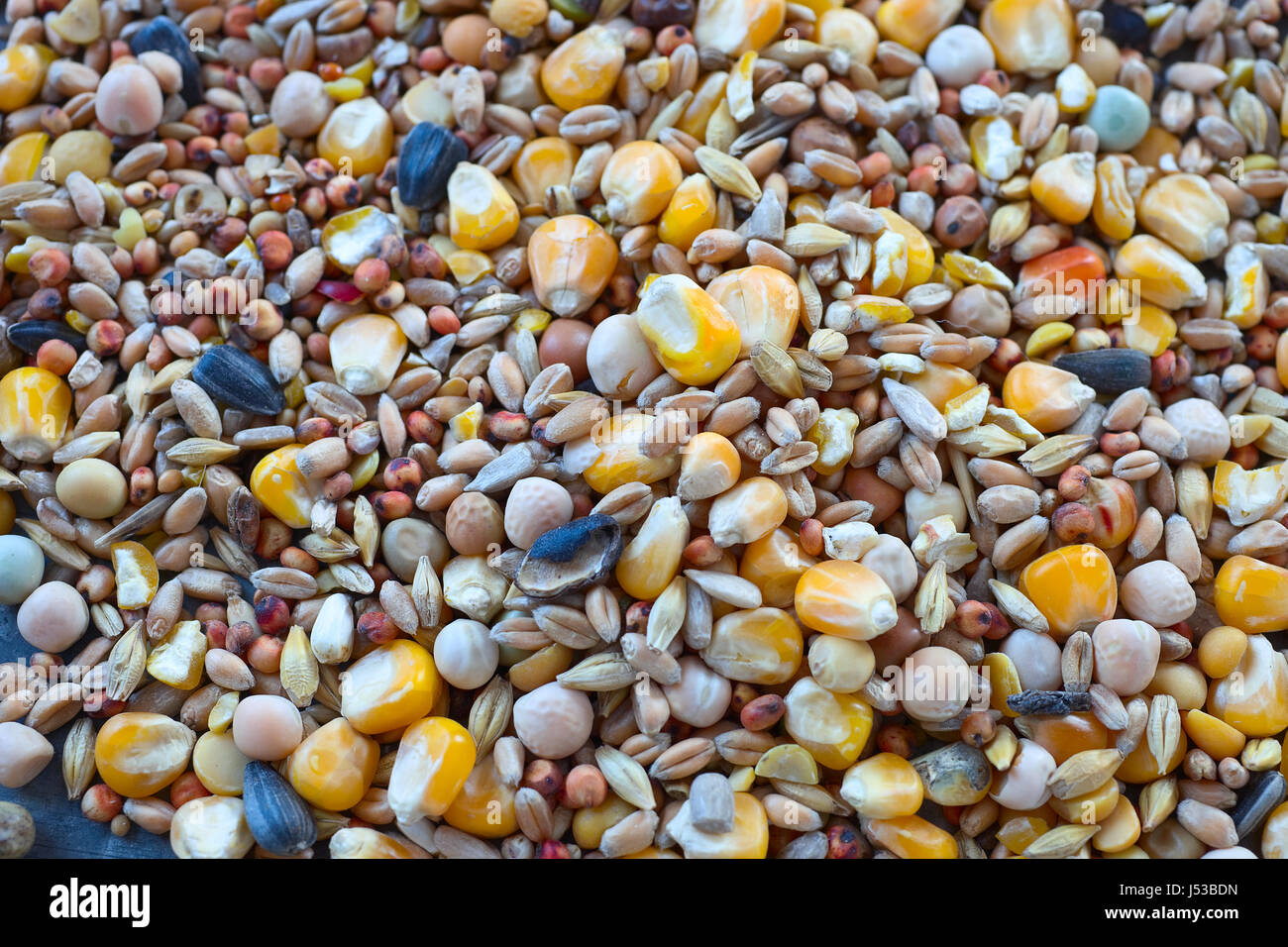 L'alimentation des oiseaux une variété de millet, graines de tournesol, maïs concassé et d'autres graines utilisées comme aliments pour oiseaux. Banque D'Images