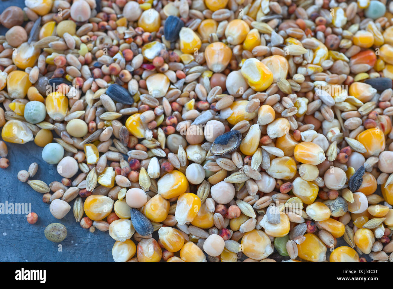 L'alimentation des oiseaux une variété de millet, graines de tournesol, maïs concassé et d'autres graines utilisées comme aliments pour oiseaux. Banque D'Images