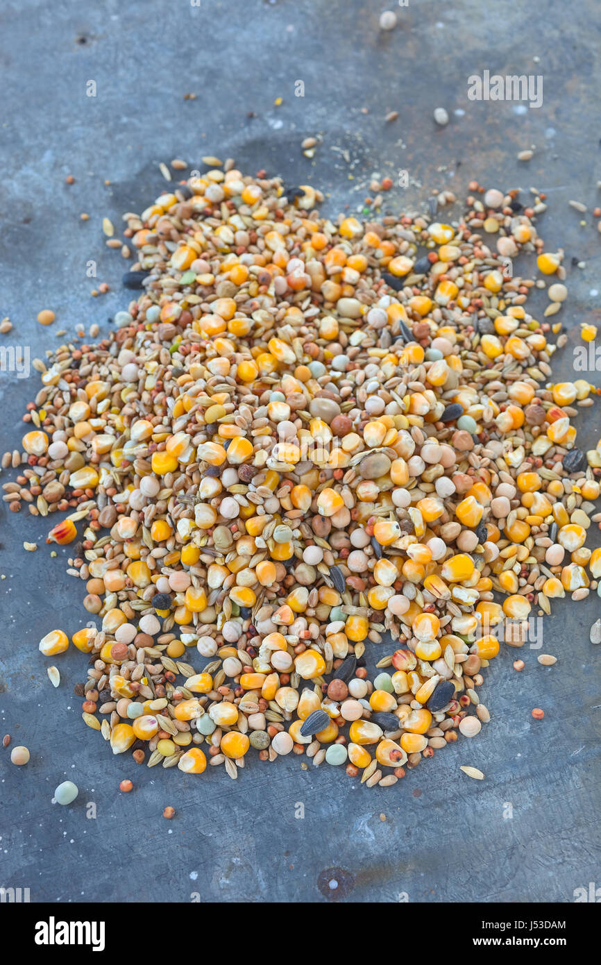 L'alimentation des oiseaux une variété de millet, graines de tournesol, maïs concassé et d'autres graines utilisées comme aliments pour oiseaux. Banque D'Images