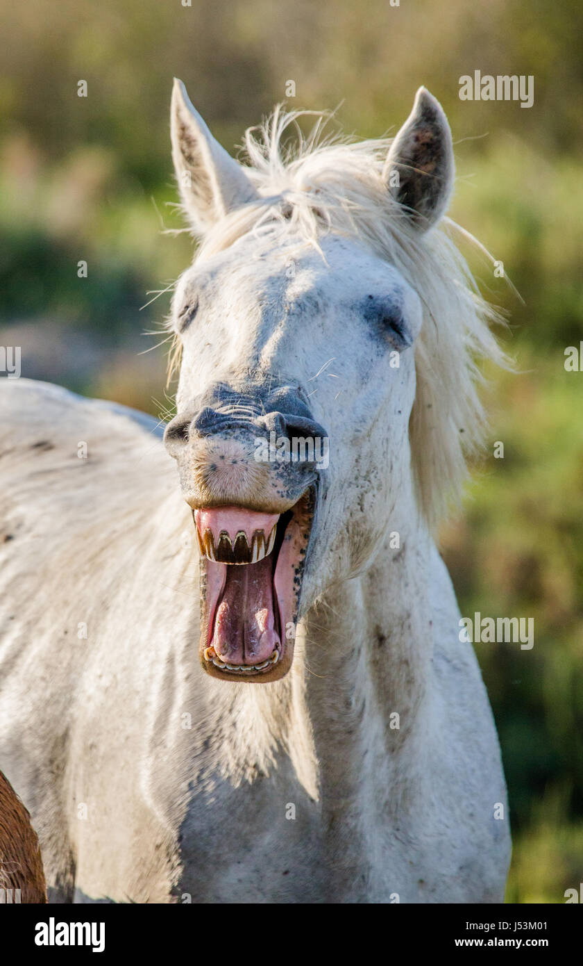 Portrait de l'White cheval de Camargue. Parc Régional de Camargue. La France. Provence. Une excellente illustration Banque D'Images