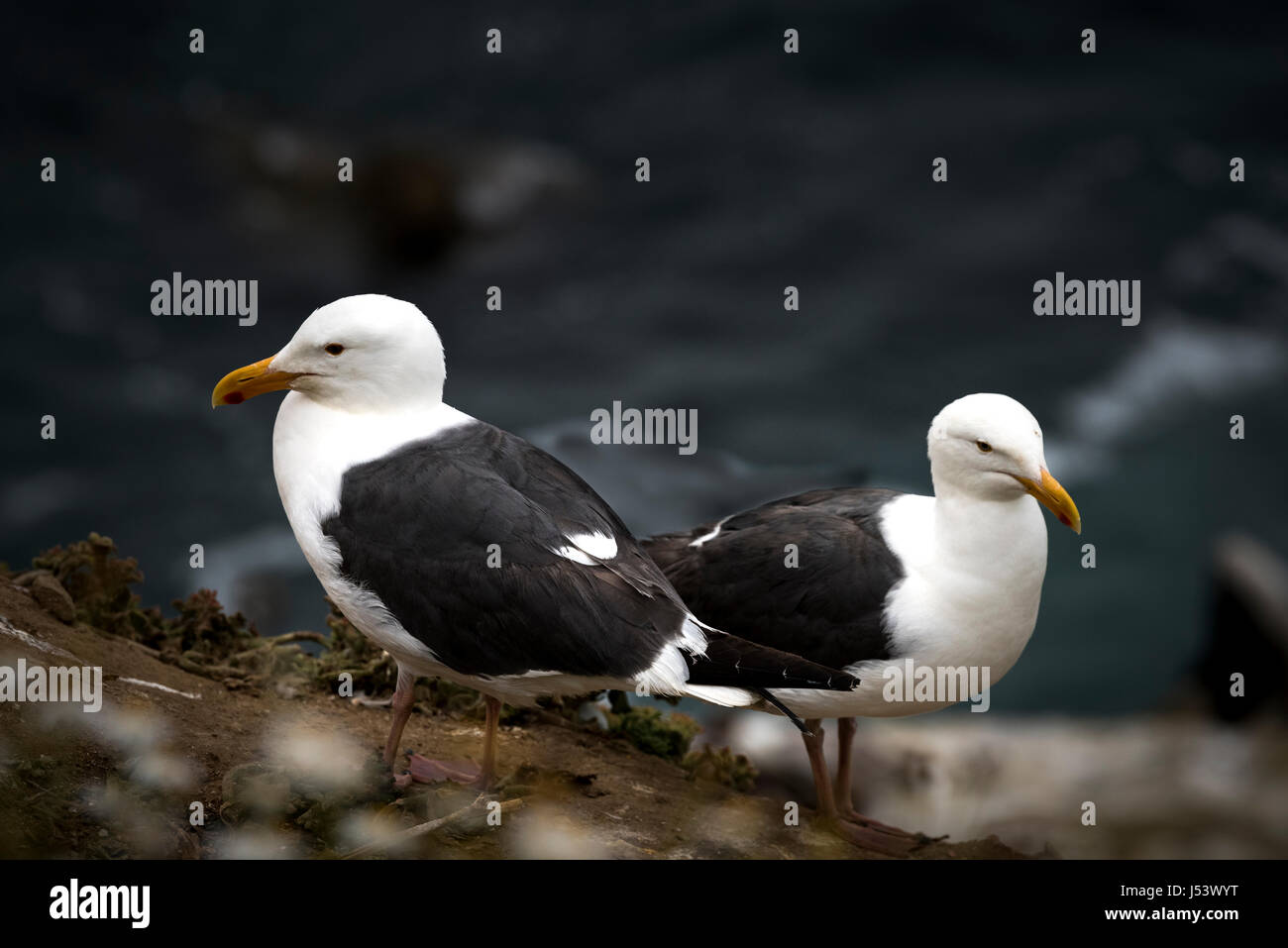 Deux Goélands argentés (Larus occidentalis) Mouette sur Lookout. Banque D'Images