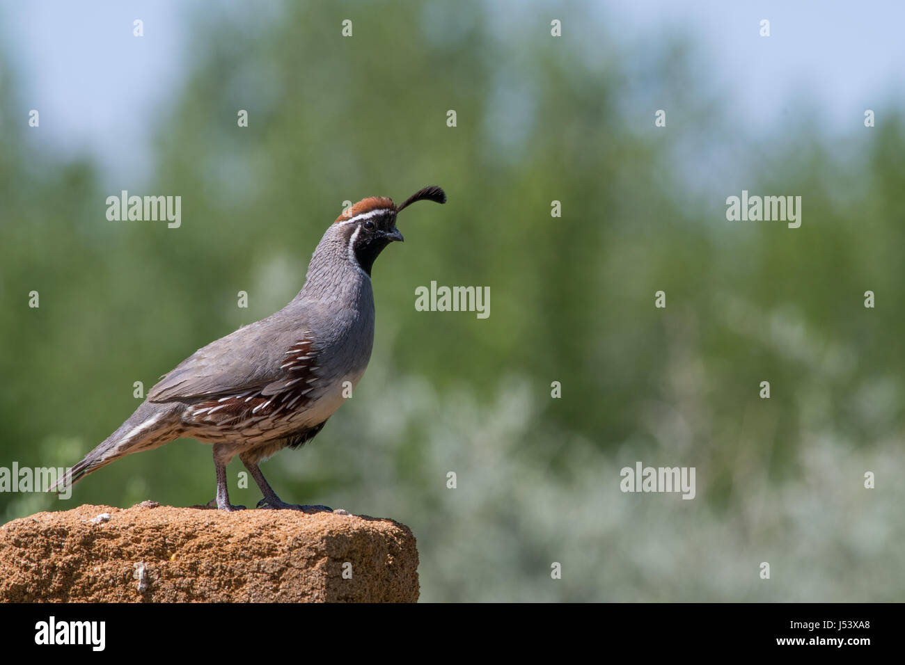 La caille, Gambel mâle (Callipepla gambelli), au sommet d'un bloc de semences, Bosque del Apache National Wildlife Refuge, Nouveau Mexique, USA. Banque D'Images