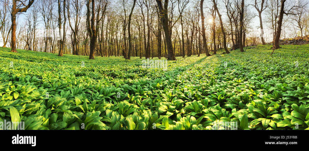 Forêt de printemps panoram au coucher du soleil avec l'ail des ours - Allium ursinum Banque D'Images