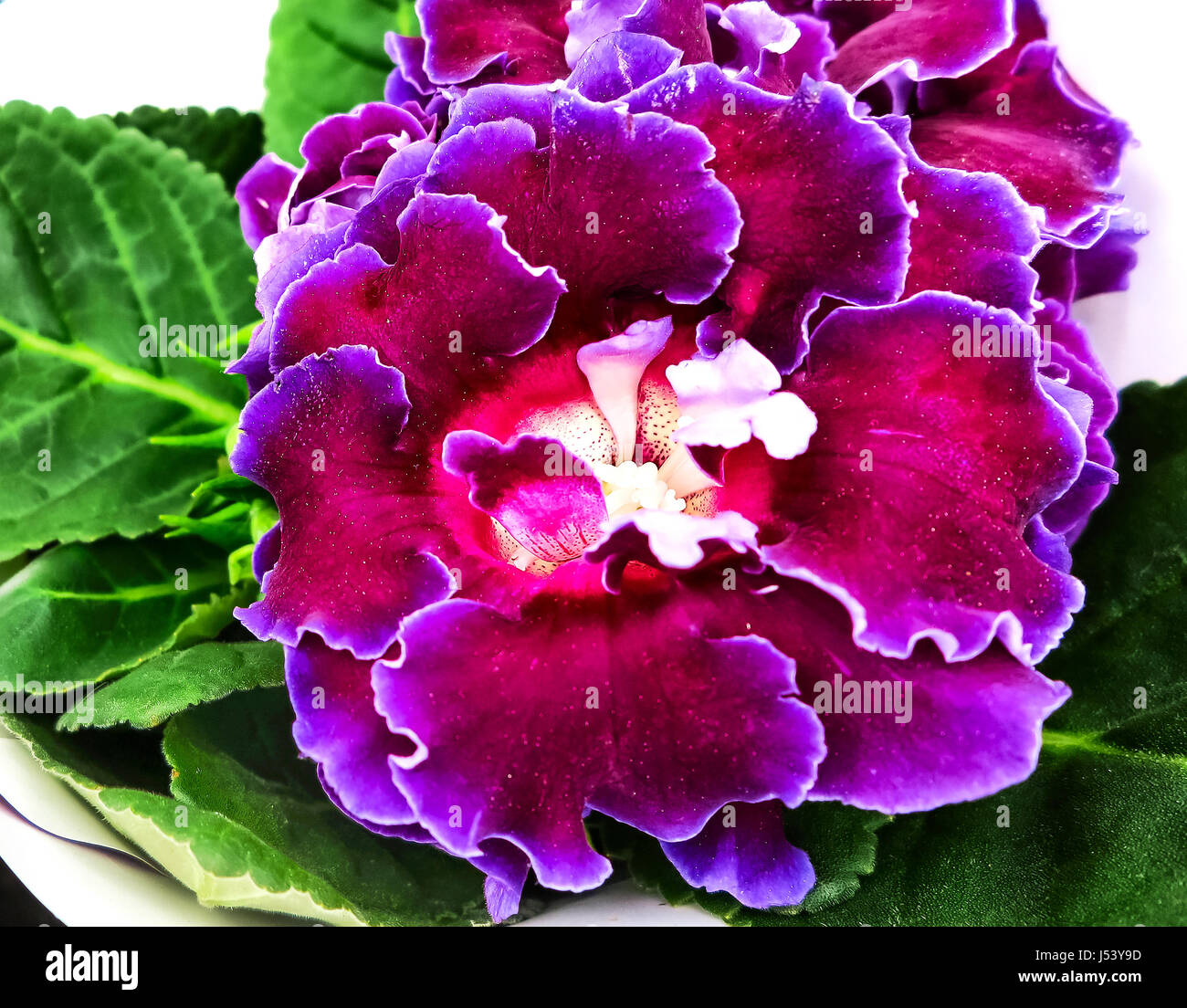 Le décorum, l'usine brésilienne violet Gloxinia Sinningia speciosa (Sonate) Banque D'Images