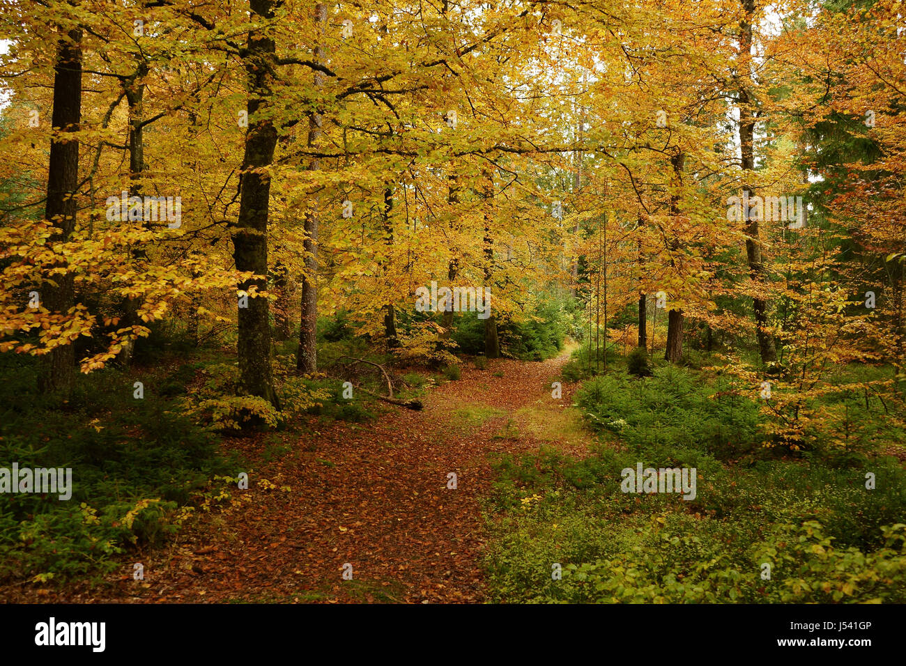 Une piste de forêt le long de Schlüchtsee, automne, le sud du Parc Naturel de la Forêt Noire, Grafenhausen, Allemagne Banque D'Images