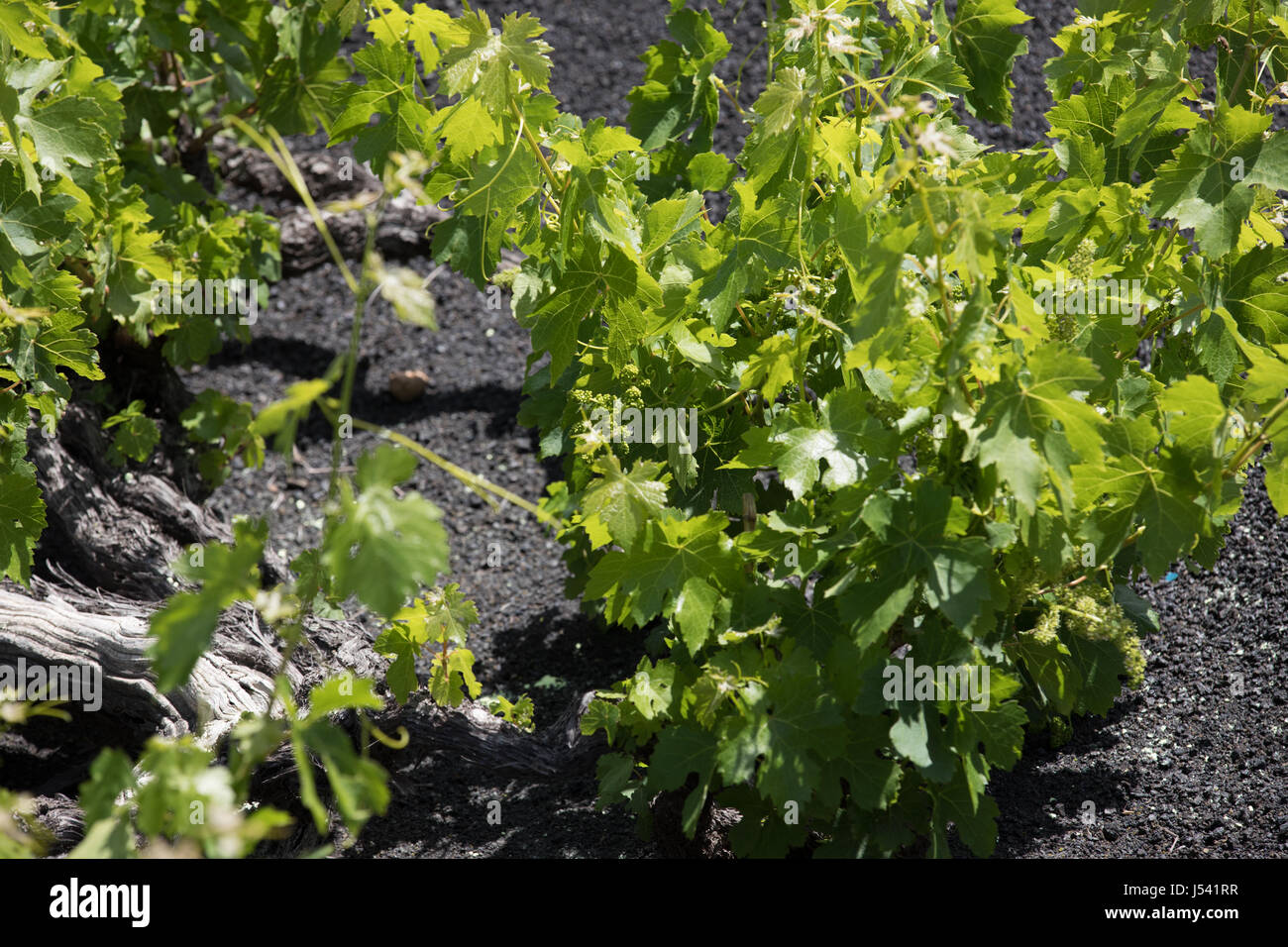 Raisins de croître sur des journaux dans l'exploitation des sables bitumineux de lave de Lanzarote. Banque D'Images