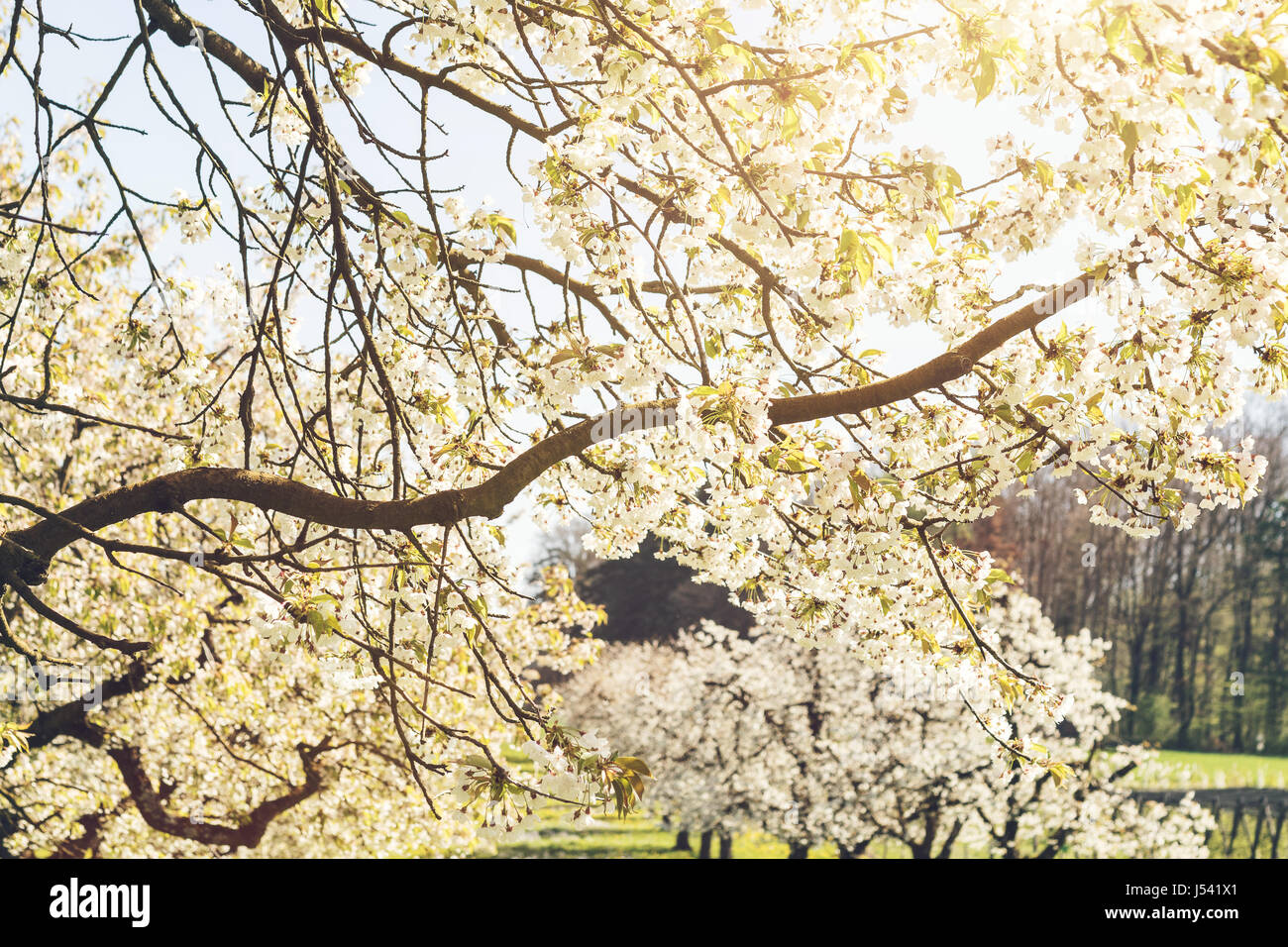 Fleur de cerisier en fleurs dans la lumière solaire à plantation Banque D'Images