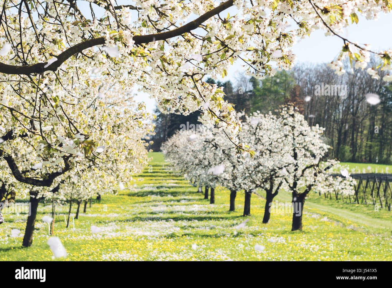 Cerisiers à green meadow Banque D'Images