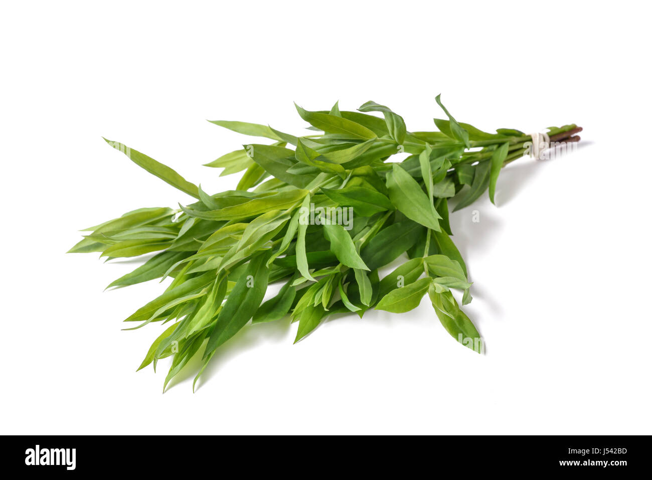 La silène plantes ( Silene vulgaris ) isolated on white Banque D'Images
