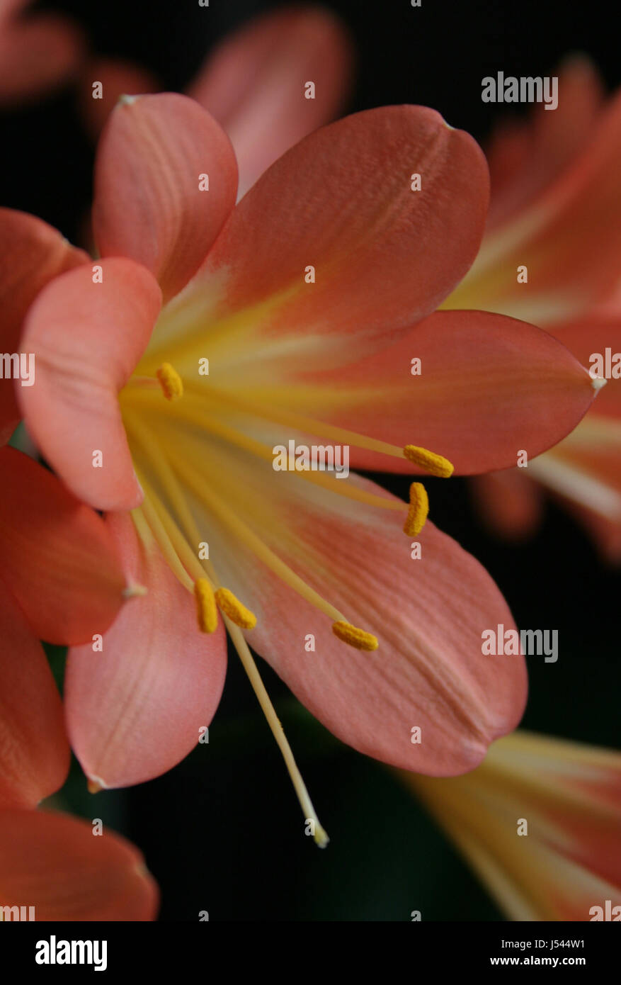 Macro close-up orange admission macro vue en gros fleur plante encore flore Banque D'Images