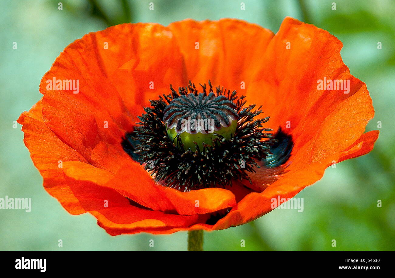 coquelicots 03 Banque D'Images