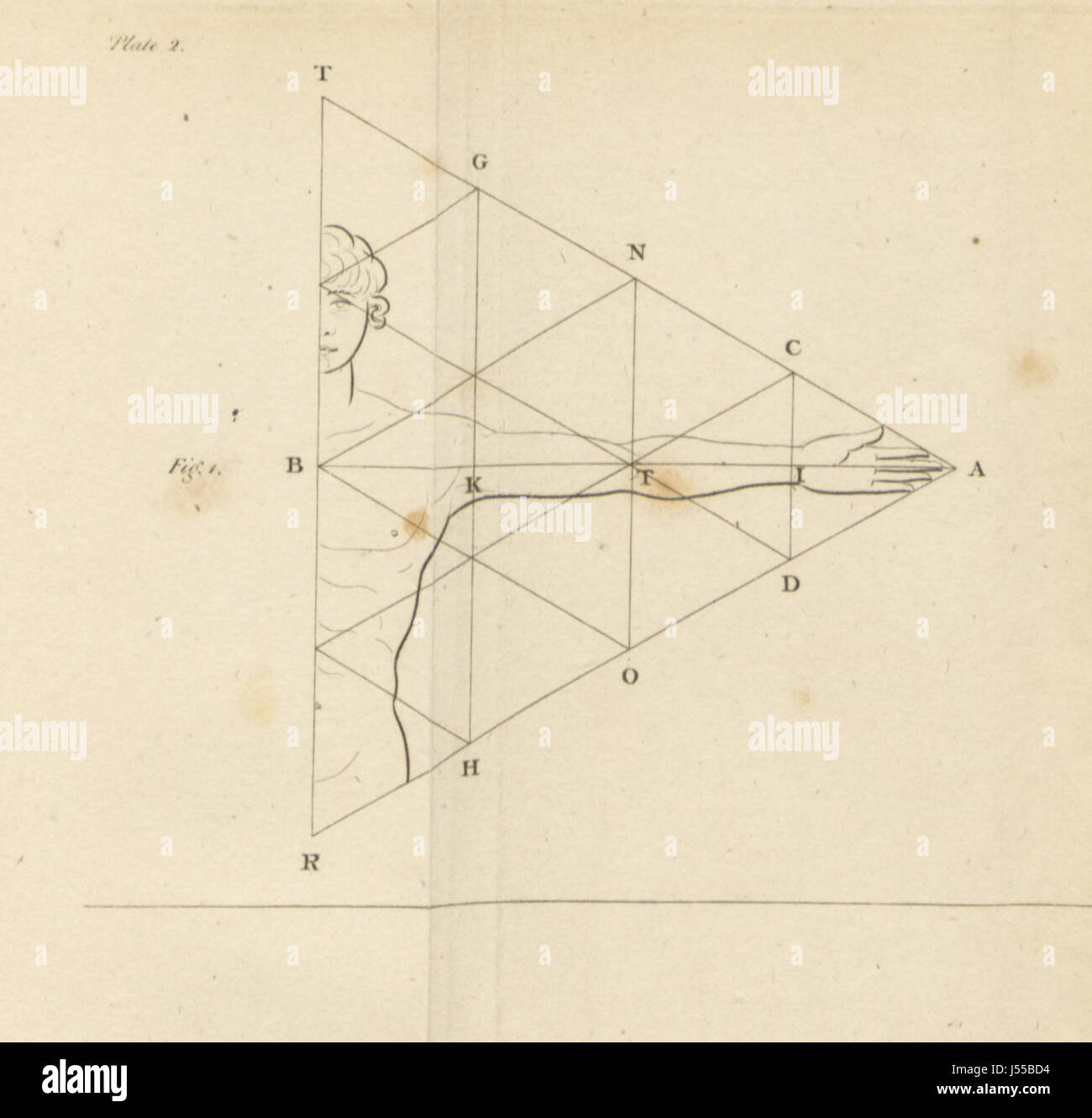 Homographia ; un essai sur les proportions du corps de l'homme, jusqu'alors inconnue, ou espèce non ... Avec un appendice sur les monuments des anciens, etc. Banque D'Images