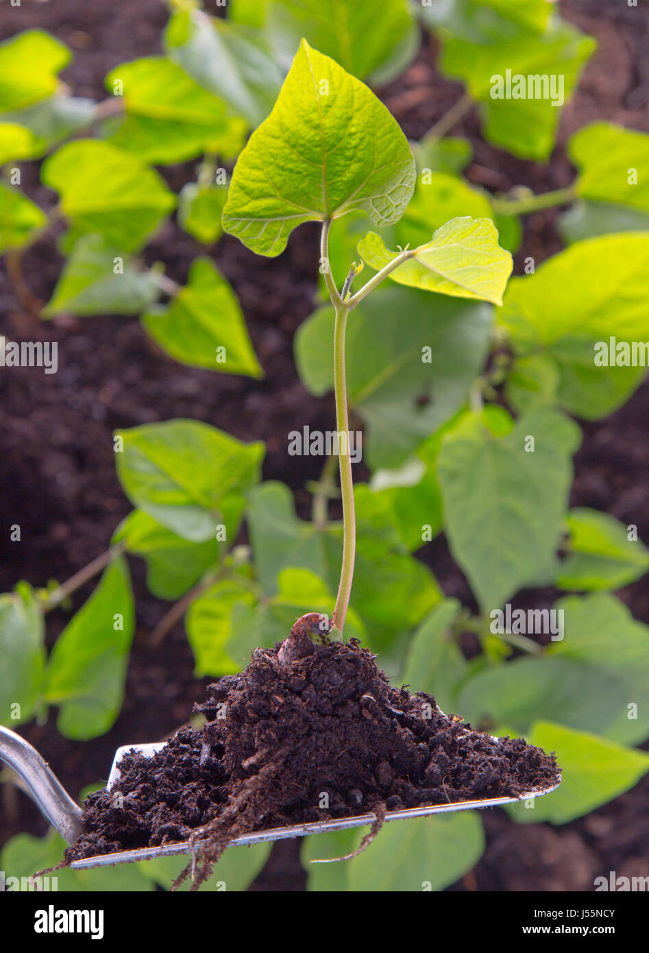 Plantes Haricot prêt pour les planter en juin Norfolk Banque D'Images