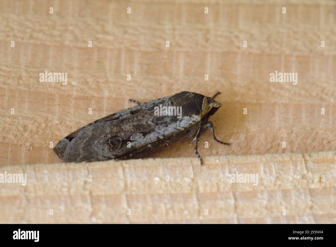 De grandes ailes jaune amphibien, Noctua pronuba, trouvés parmi les bois empilés, Pays de Galles, Royaume-Uni Banque D'Images