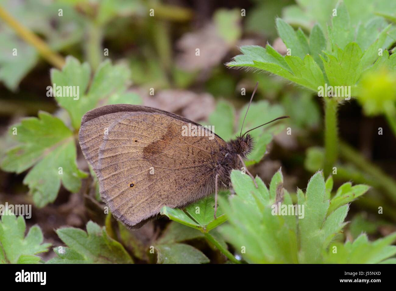 Aphantopus hyperantus, un papillon, le Pays de Galles, Royaume-Uni Banque D'Images