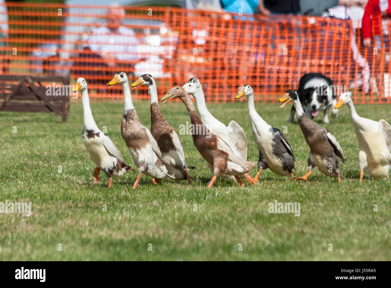 Le chien et le canard spectacle au festival de Hamstreet transport dans le Kent Banque D'Images