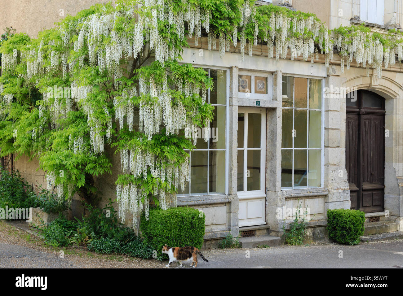 France, Indre et Loire, Chedigny, village fleuri Village marqué Jardin (Garden Village), glycine blanche Banque D'Images