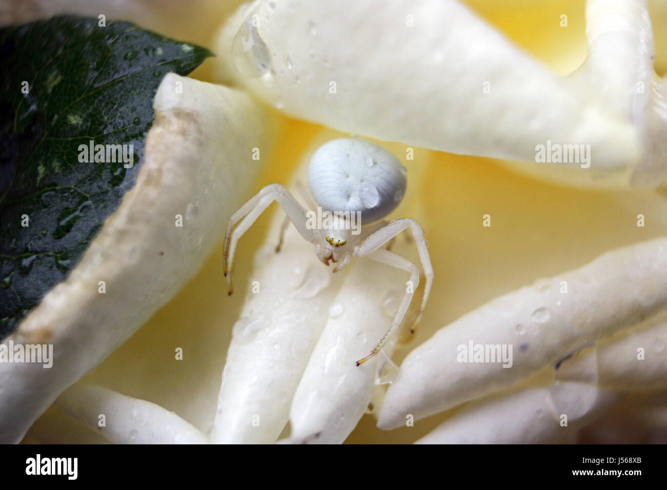 Epsom, Surrey, UK. 17 mai 2017. Après les fortes pluies de la nuit, les gouttes de pluie s'accrochent à cette araignée crabe blanc à l'abri dans une rose jaune à Epsom, Surrey, UK. Credit : Julia Gavin UK/Alamy Live News Banque D'Images