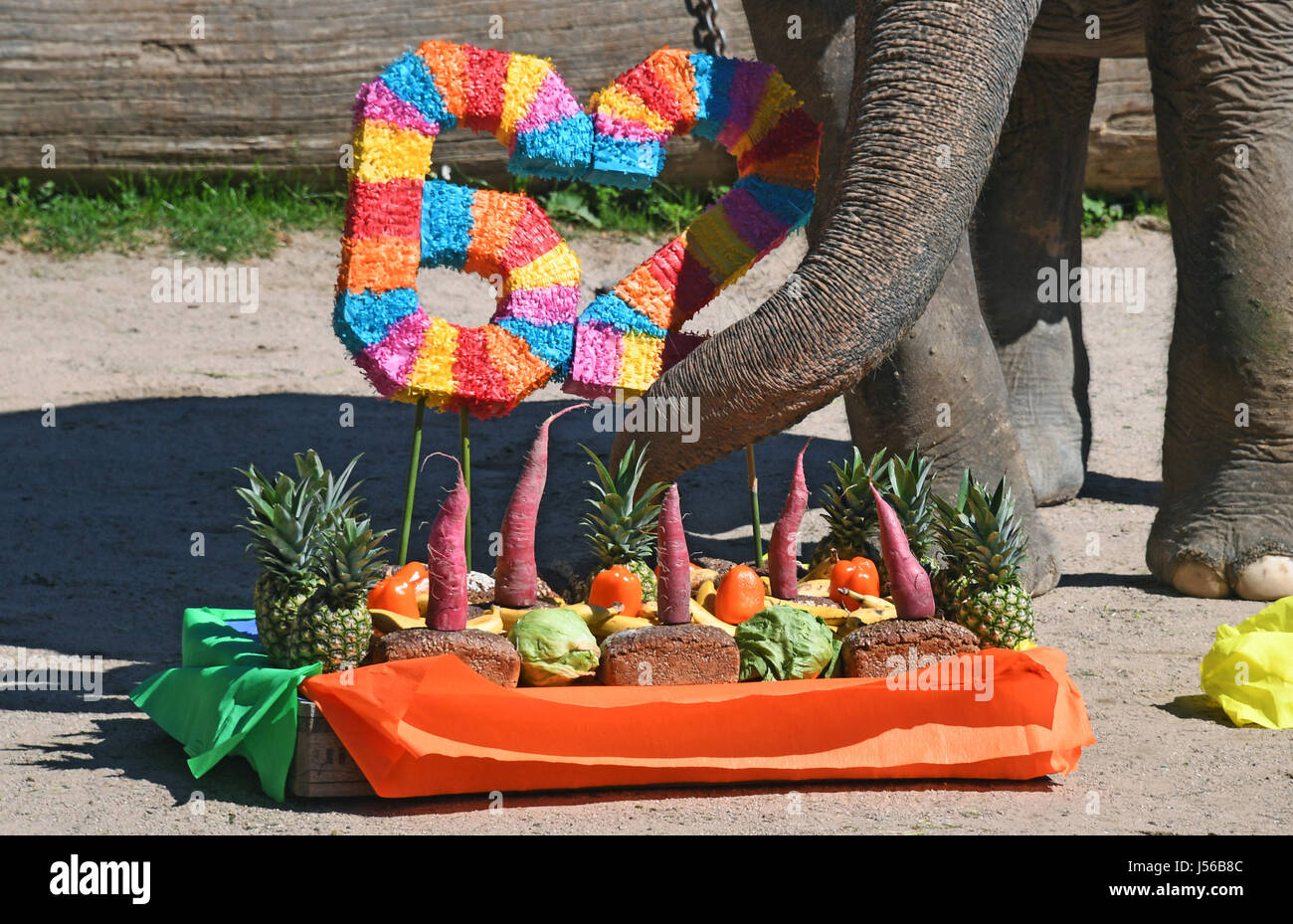 Karlsruhe Allemagne 17 Mai 17 Rani L Elephant Mange Un Gateau Anniversaire Faite De Legumes Dans Le Zoo De Karlsruhe Allemagne 17 Mai 17 L Elephant Tourne 62 Aujourd Hui Il Est Arrive Au Zoo