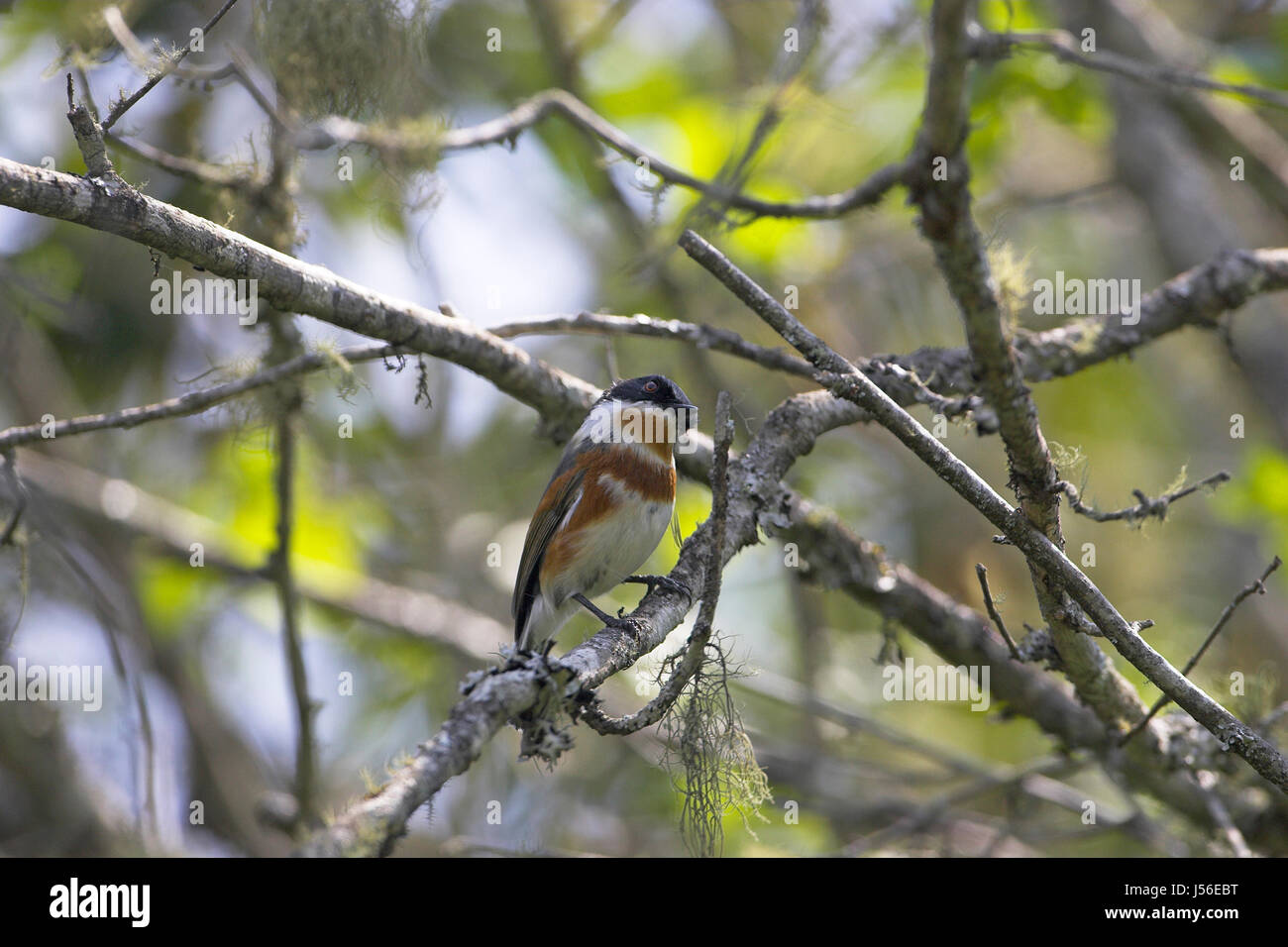 Cape batis Batis capensis femme Misty Mountain Lodge Afrique du Sud Banque D'Images