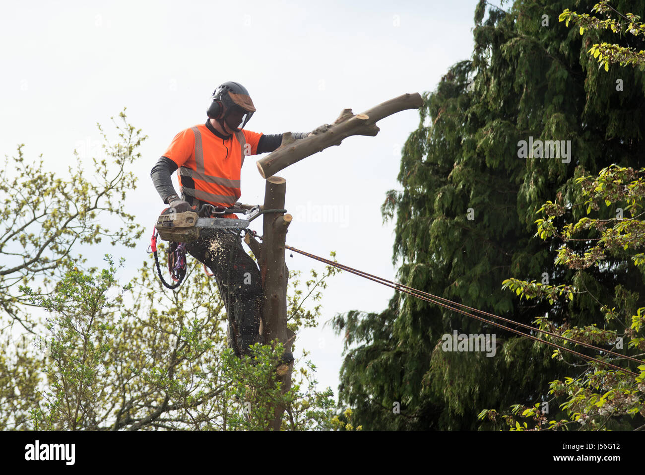 L'abattage d'Eucalyptus Tree Surgeon dans jardin privé dans les sectes salon d'Aberdeen, Ecosse. Banque D'Images