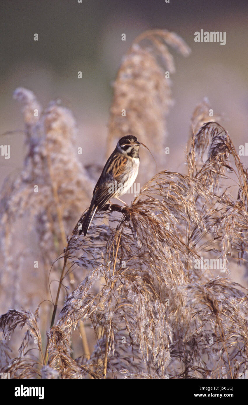 Emberiza schoeniclus roseau commun mâle en plumage d'hiver Banque D'Images