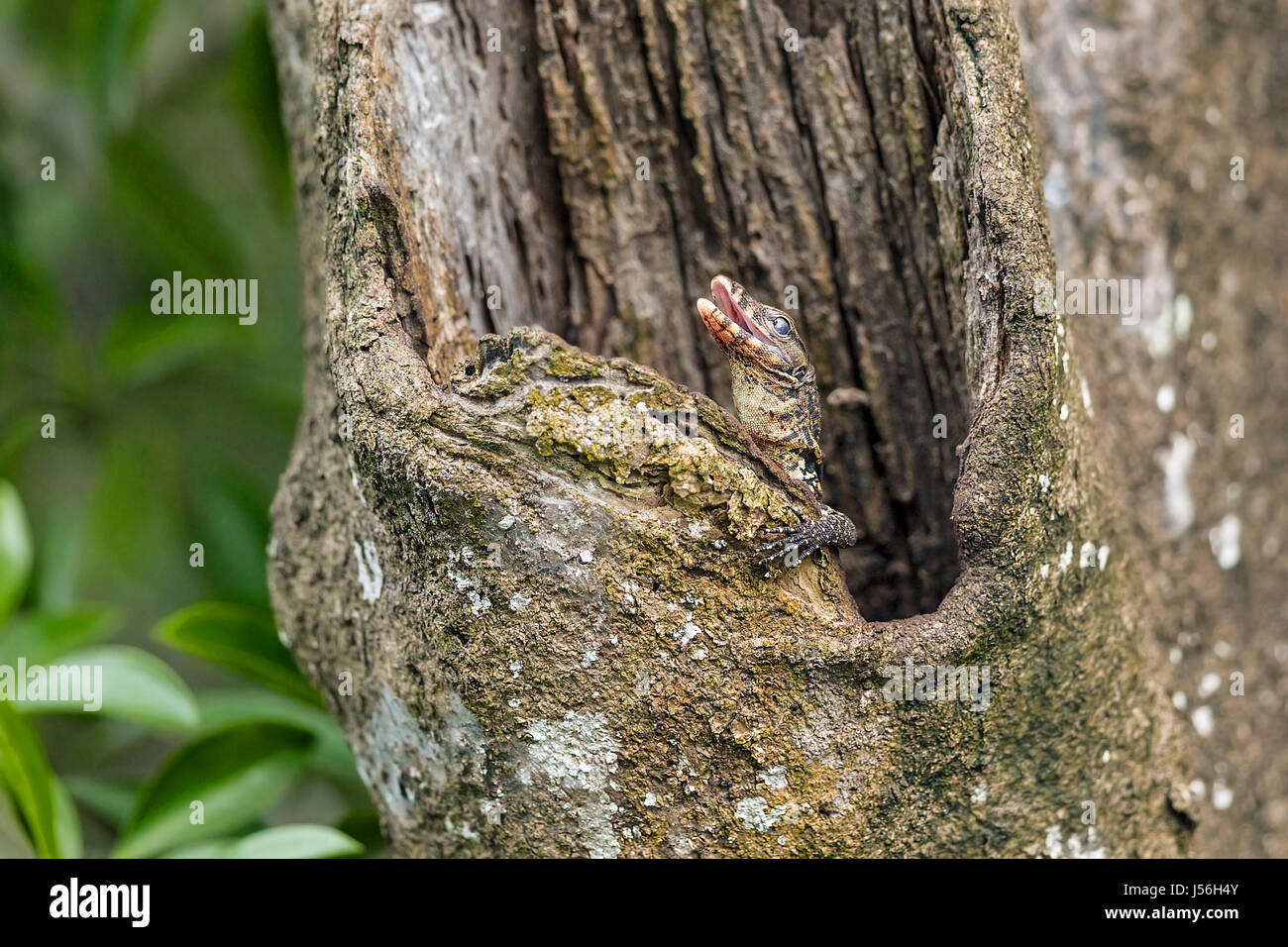 L'eau des tortues Varan (Varanus salvator) sortant d'imbriquer dans le creux du tronc d'arbre dans une forêt de mangrove, Singapour Banque D'Images