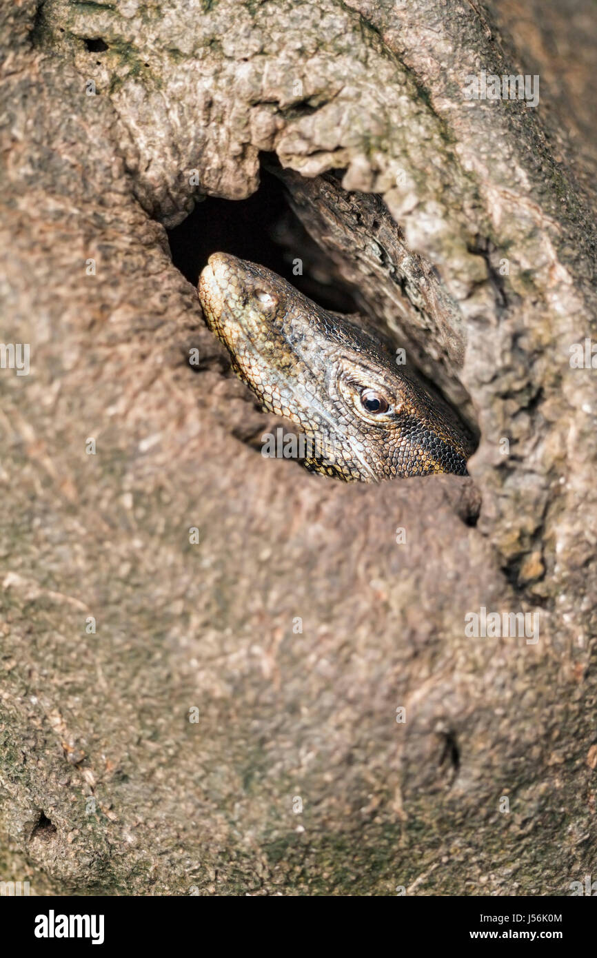 De l'eau adultes Varan (Varanus salvator) à l'intérieur du creux d'un tronc d'arbre des mangroves à proximité d'une rivière, à Singapour Banque D'Images