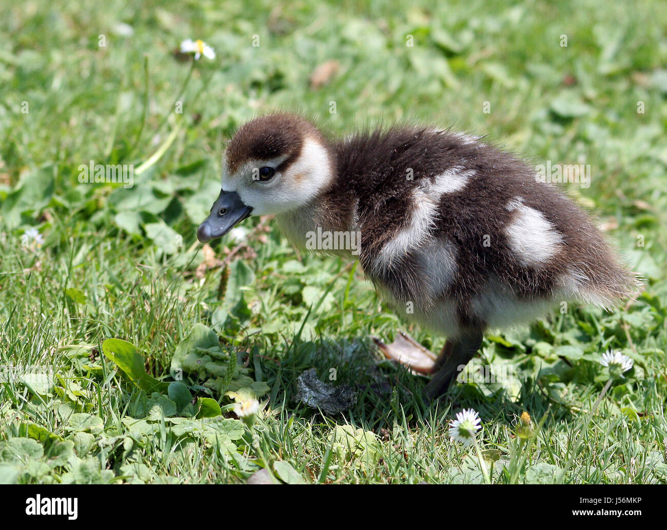 Bec de canard,poilues,,petit canard,mignon,becs,sss,suess,luisenpark mannheim, Banque D'Images