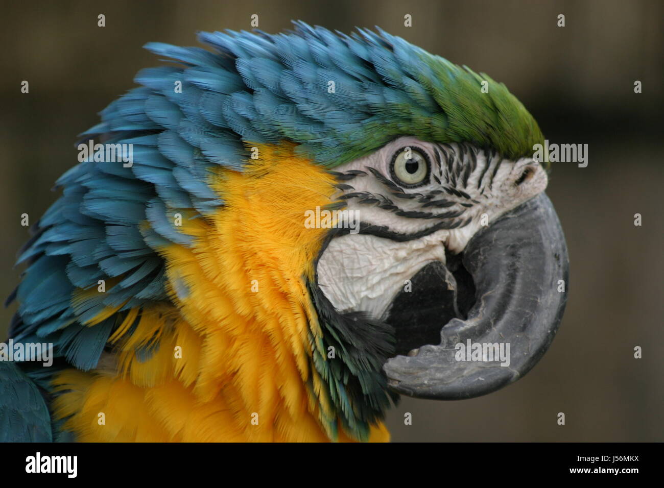 Oiseaux Oiseaux Animaux de l'Amérique du Sud la forêt amazonienne forêt perroquet ara-gelbbrust Banque D'Images