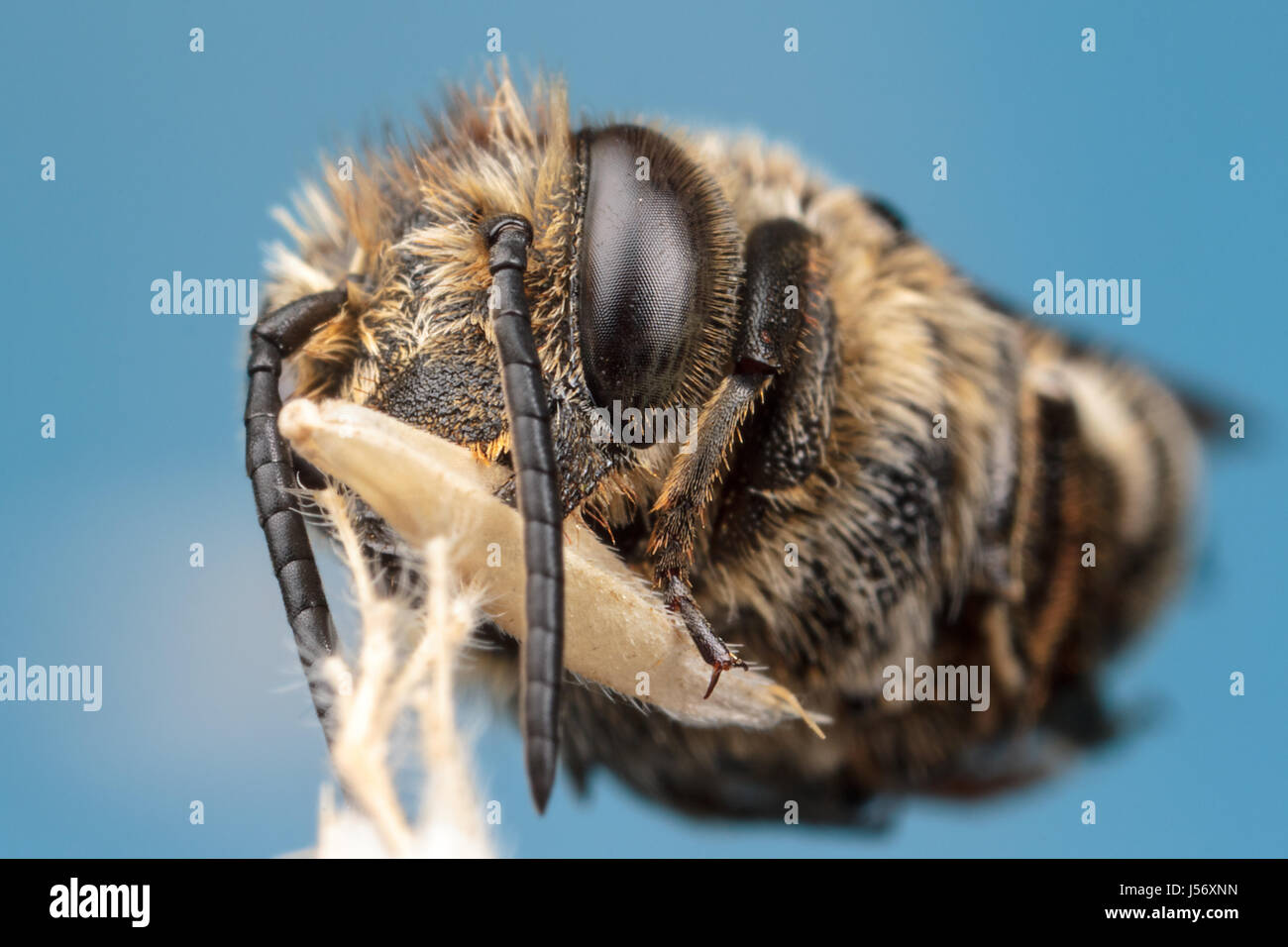 Abeille Coucou coupeuses de feuilles Banque D'Images