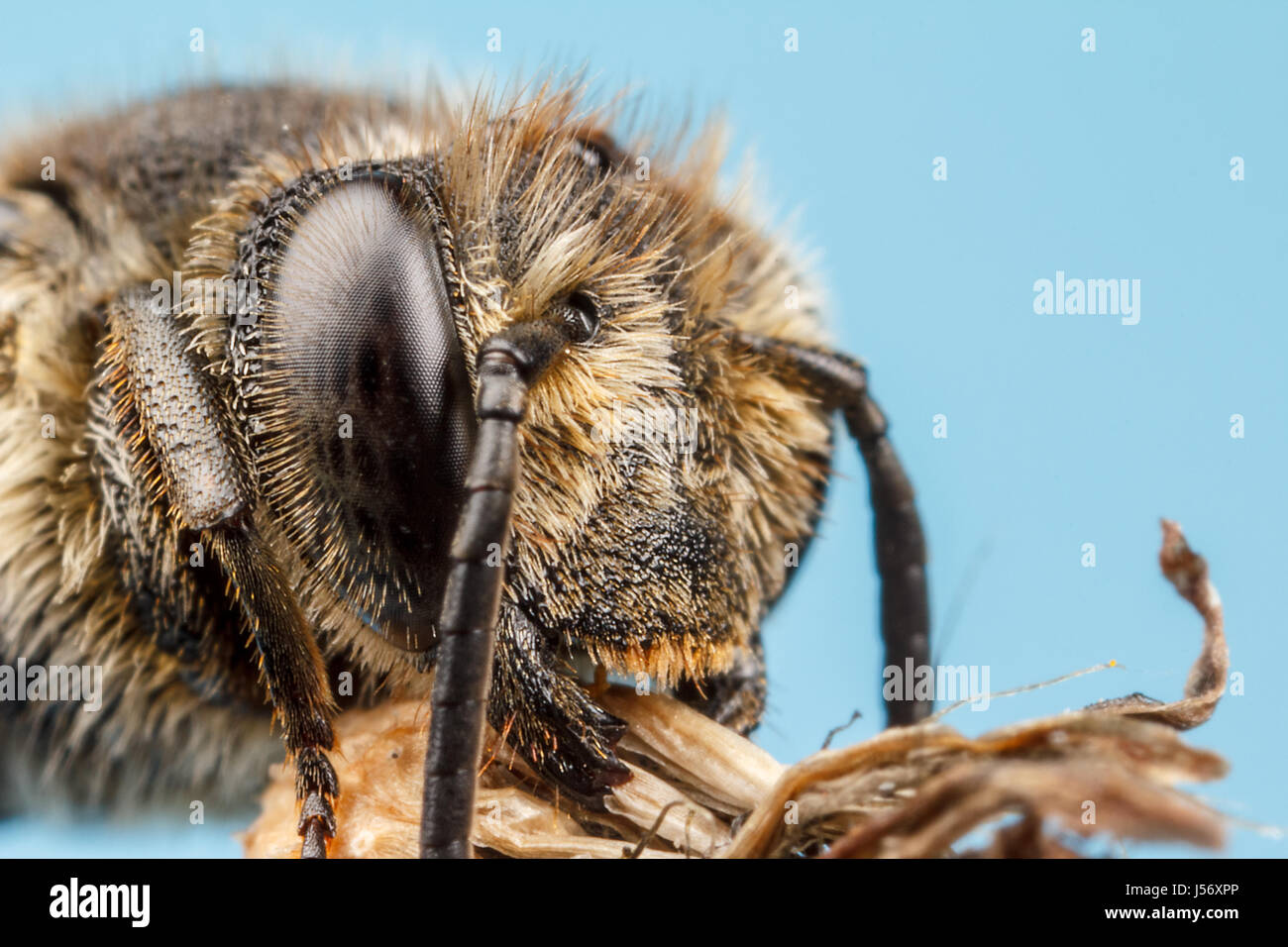 Abeille Coucou coupeuses de feuilles Banque D'Images