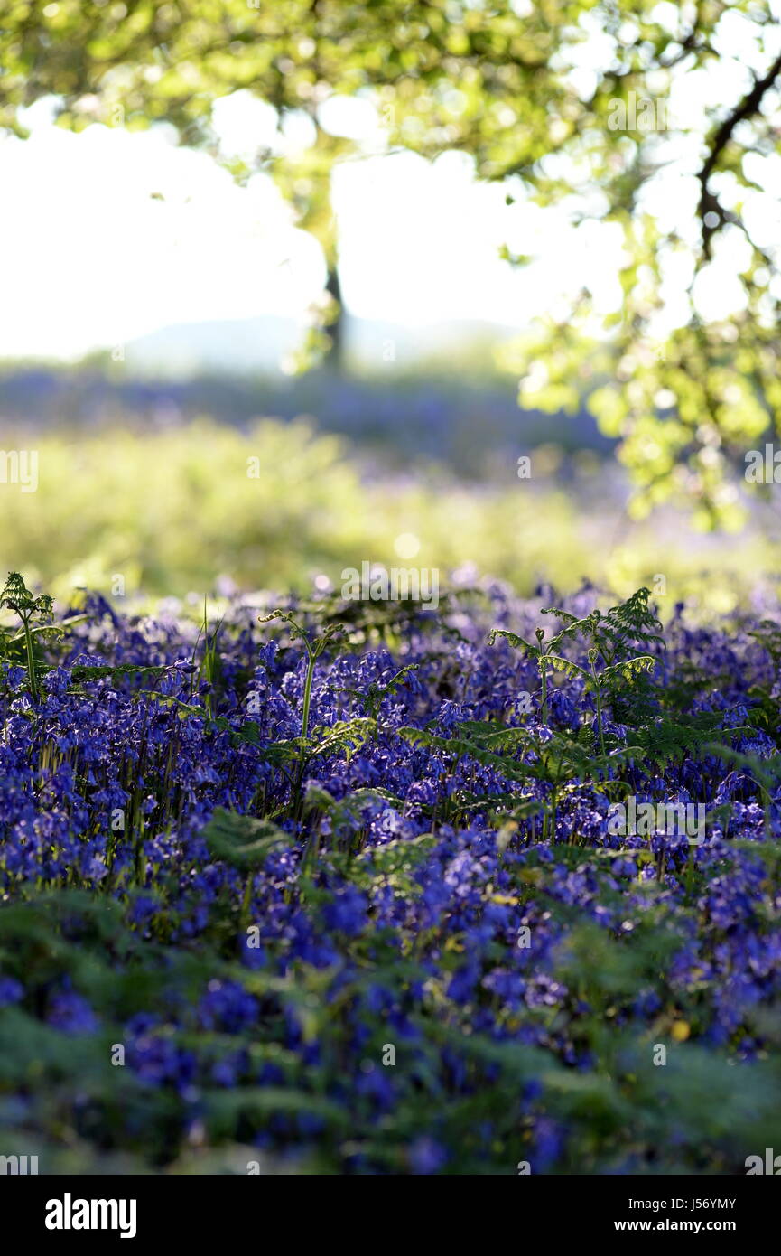 Au début de la floraison par, les Bluebell- Hyacinthoides Brassicoideae tapis peut l'étage d'un boisé ouvert au printemps Banque D'Images