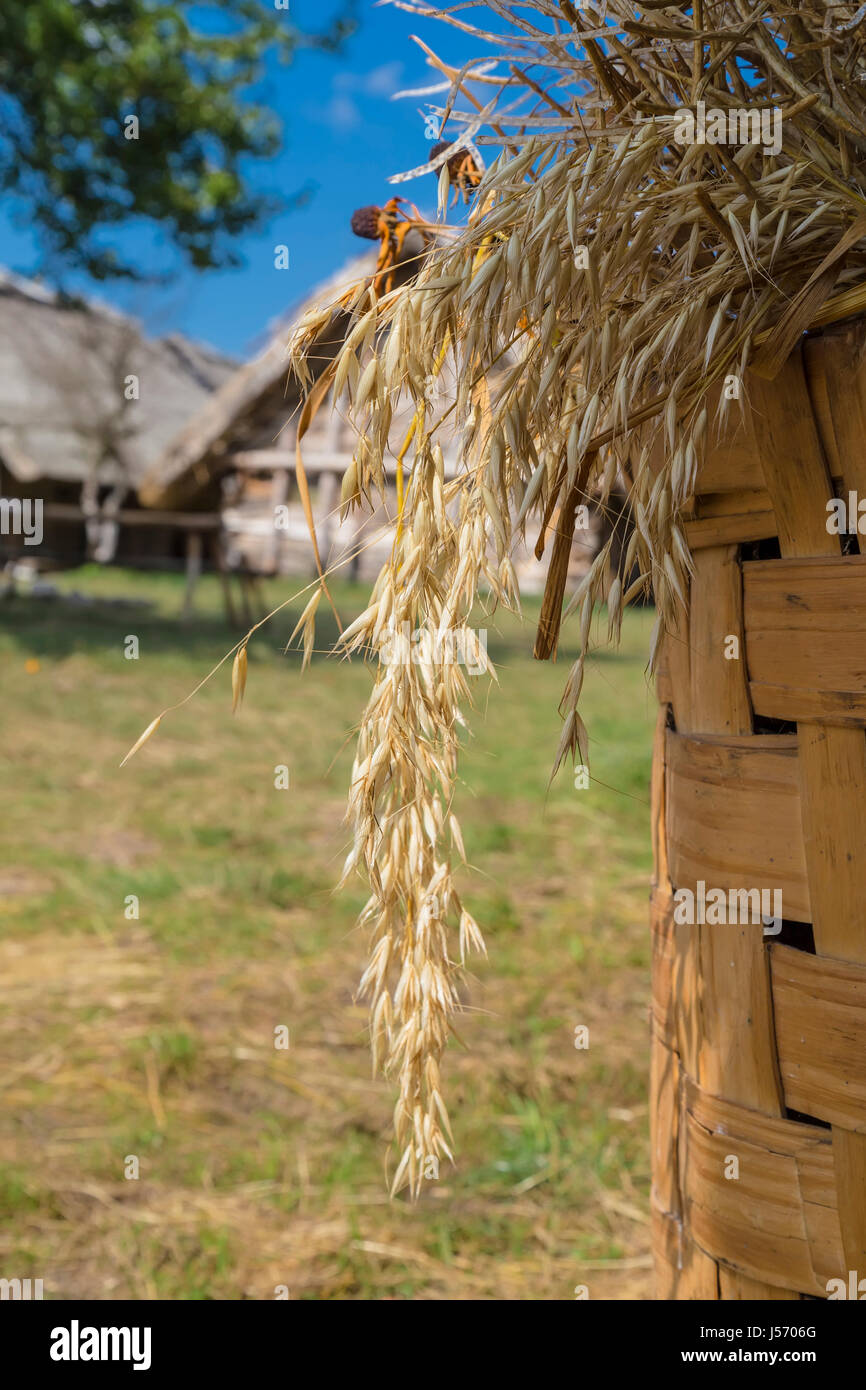 L'orge épillets debout dans un grand panier en osier Banque D'Images