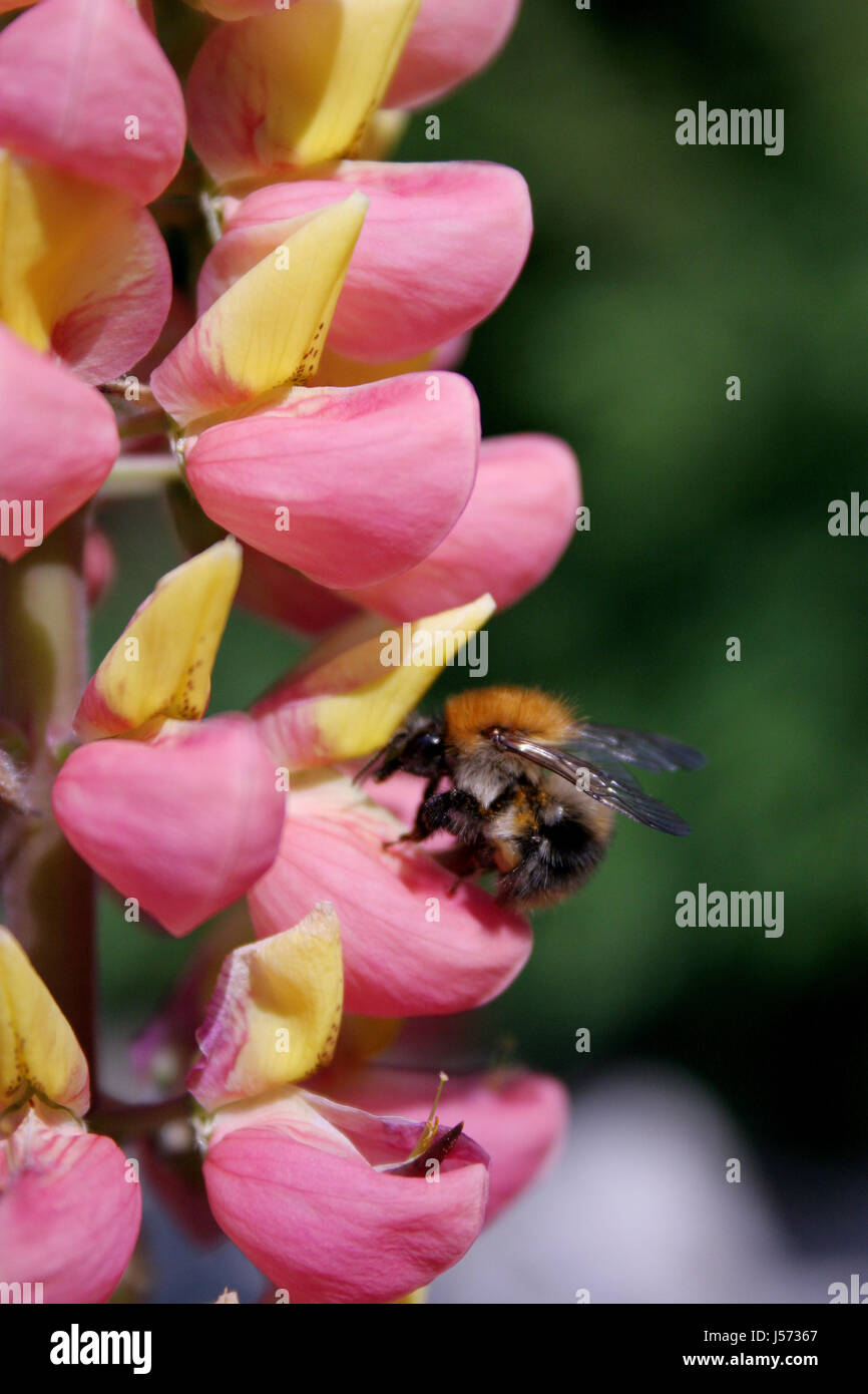 Fleur plante insectes faune flore vert bumblebee été summerly ombelle nectar Banque D'Images