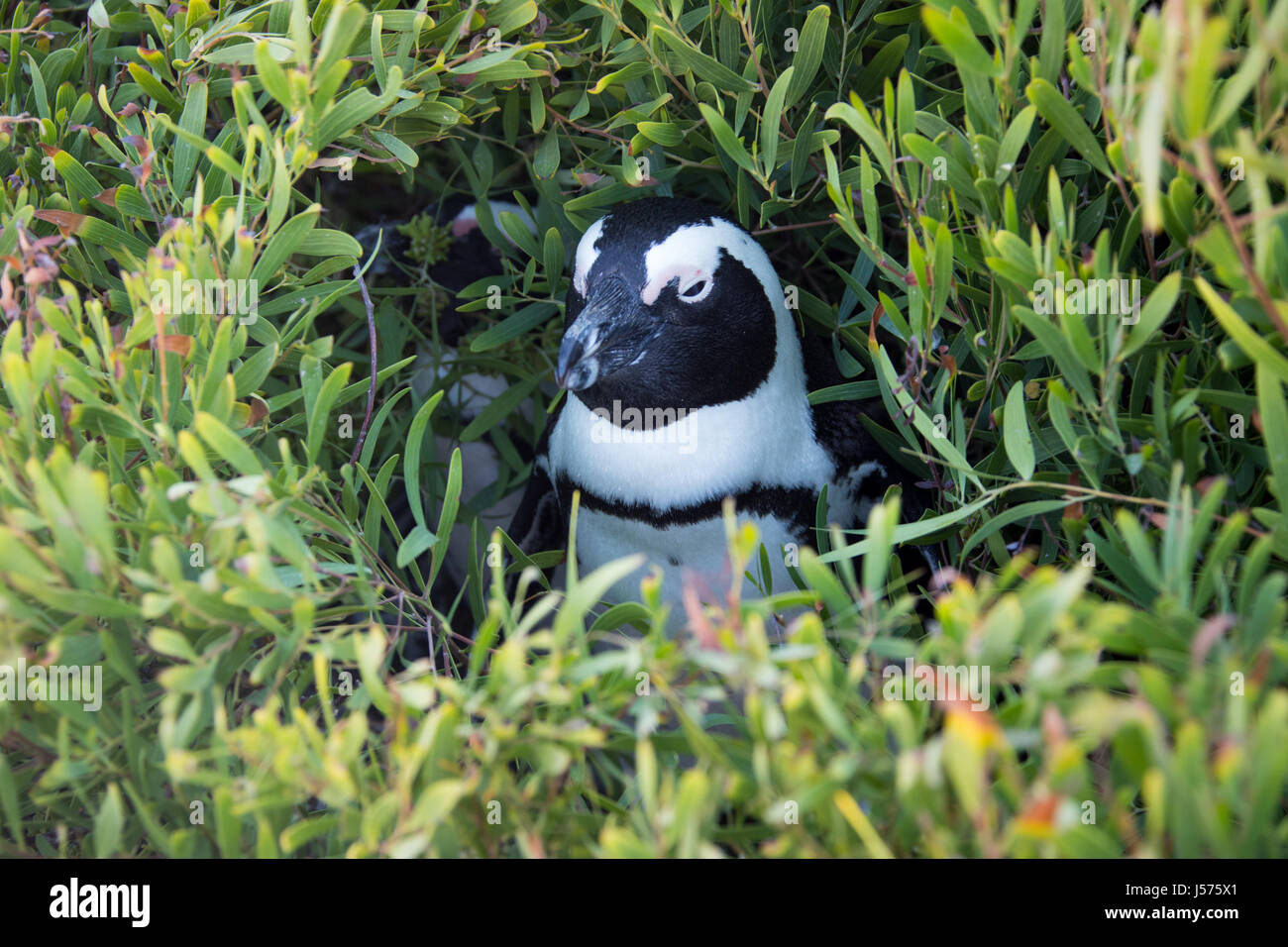 Rochers, Parc National de Table Mountain, Afrique du Sud Banque D'Images