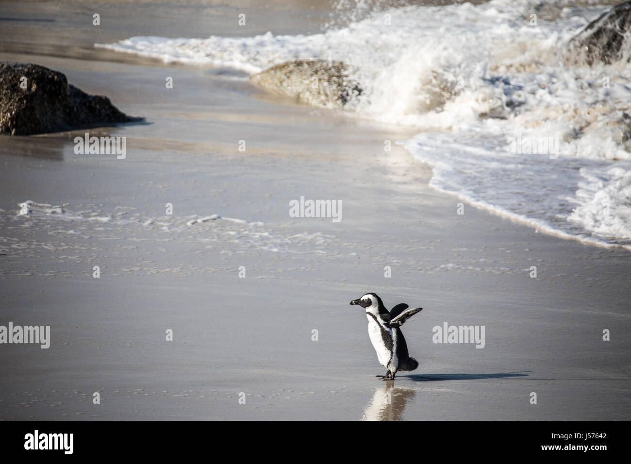 Rochers, Parc National de Table Mountain, Afrique du Sud Banque D'Images