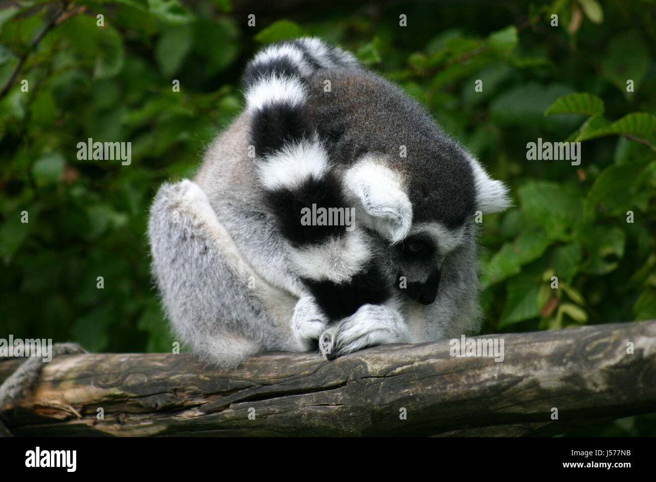 Lémurien singe revenante madagascar lemur catta primat feuchtnasenaffe — free download