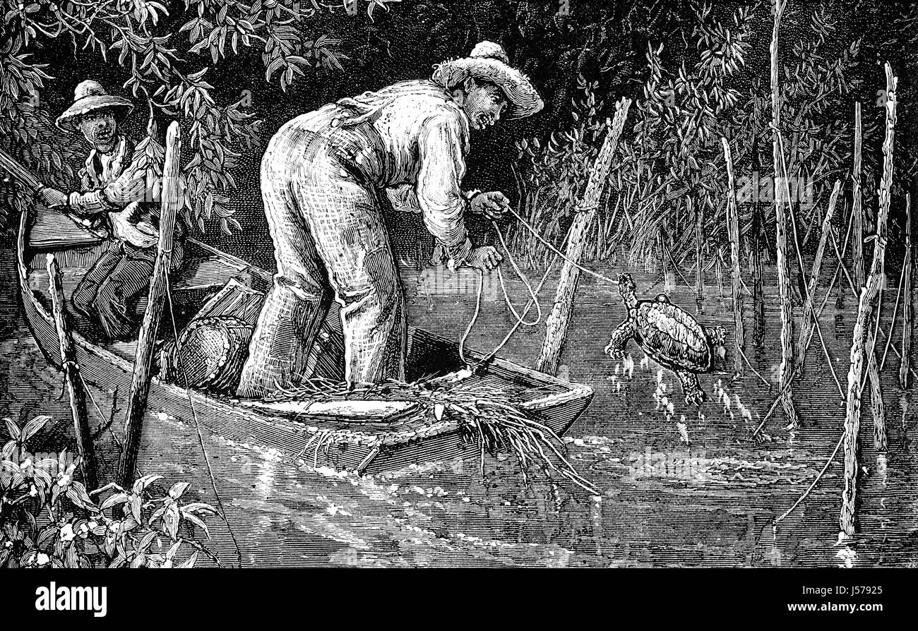 1879 : Attraper des tortues sur une tortue serpentine Farm, près de l'Annapolis, capitale de l'état du Maryland, États-Unis d'Amérique Banque D'Images
