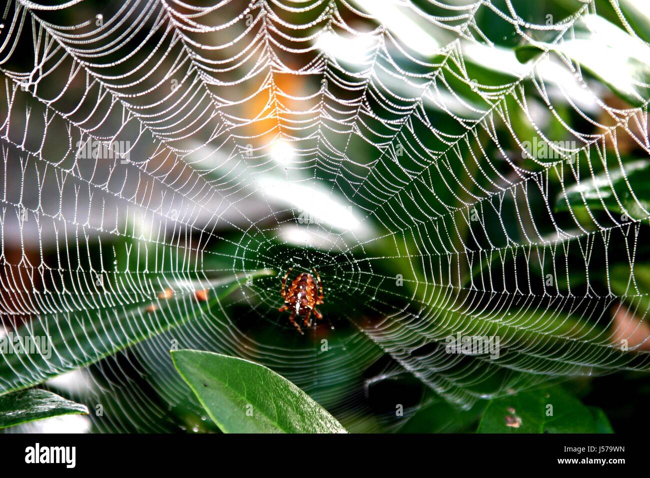 Les insectes de l'outil de contre-coup de l'emplacement des animaux araignée  de lumière pendentif weave net Photo Stock - Alamy