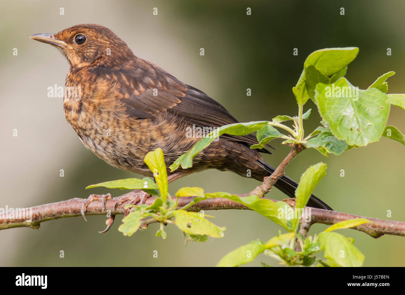 Une femelle merle (Turdus merula) au Royaume-Uni Banque D'Images