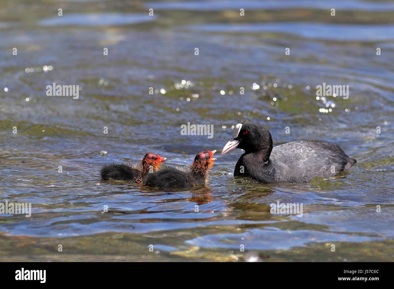 Foulque macroule l'alimentation des bébés dans leur habitat naturel de l'eau à travers la végétation Banque D'Images