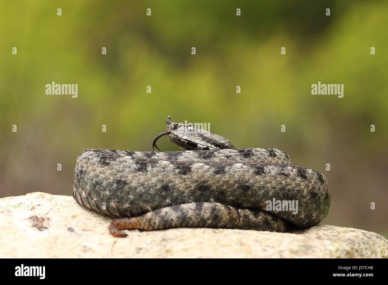 Beau mâle vipère à cornes nez sur un rocher ( Vipera ammodytes ) Banque D'Images
