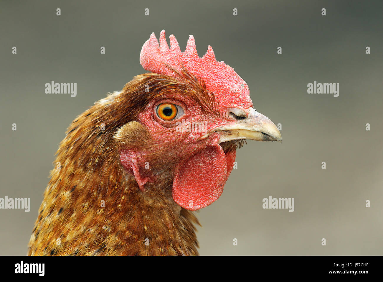 Close up of brown hen head, portrait d'oiseaux à la ferme Banque D'Images