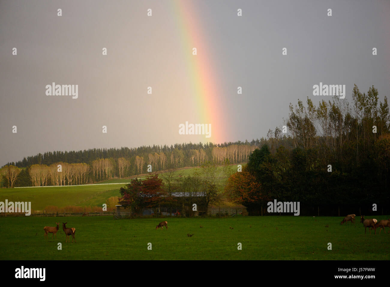 Rainbow derrière des arbres dans le Parc National de Fiorland, Nouvelle-Zélande Banque D'Images